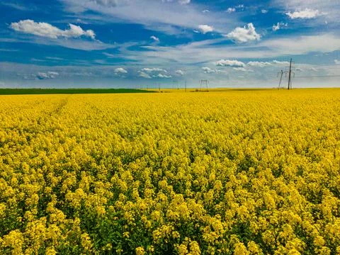 Drone shot of a rape field Stock Photos