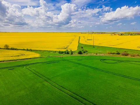 Drone shot of a rape field Stock Photos