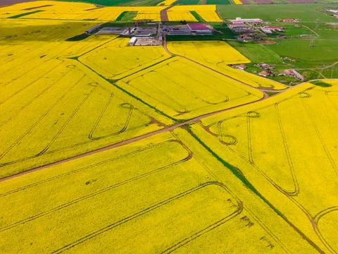Drone shot of a rape field Stock Photos