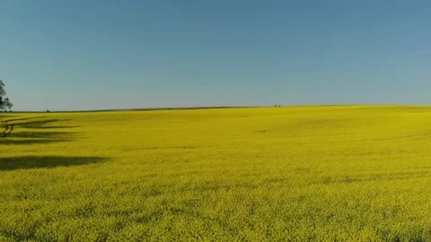Drone shot of a rape field in Poland Vídeos de archivo 196598173