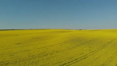 Drone shot of a rape field in Poland Vídeos de archivo 196598264