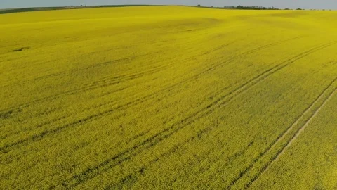 Drone shot of a rape field in Poland Vídeos de archivo 196598266