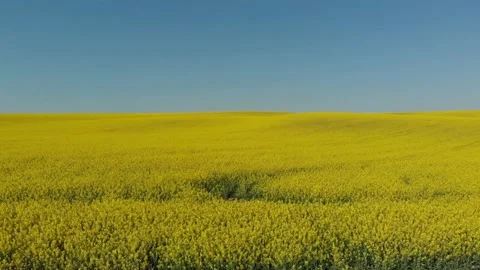Drone shot of a rape field in Poland Vídeos de archivo 196598267