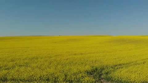 Drone shot of a rape field in Poland Vídeos de archivo 196598335