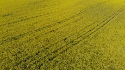 Drone shot of a rape field in Poland Vídeos de archivo 196598341
