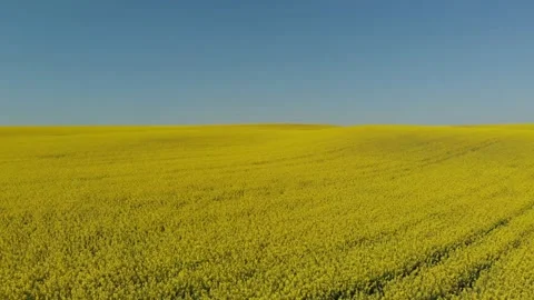 Drone shot of a rape field in Poland Vídeos de archivo 196598352