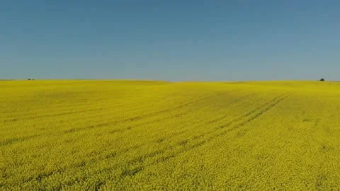 Drone shot of a rape field in Poland Vídeos de archivo 196598355