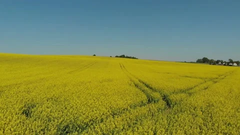 Drone shot of a rape field in Poland Vídeos de archivo 196598381
