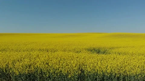 Drone shot of a rape field in Poland Vídeos de archivo 196598398