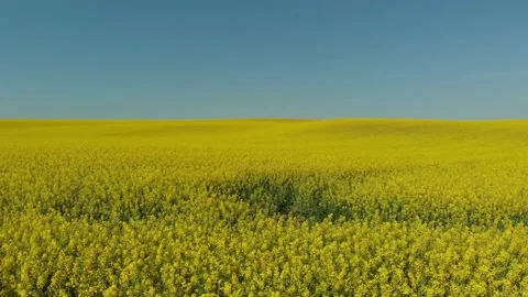 Drone shot of a rape field in Poland Vídeos de archivo 196598417