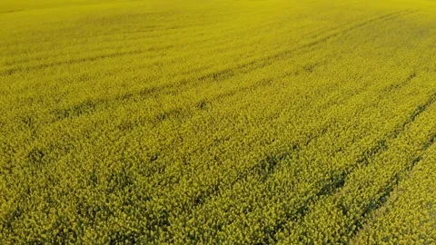 Drone shot of a rape field in Poland Vídeos de archivo 196598445