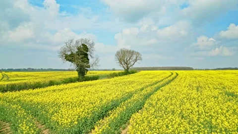 Drone shot of a rapeseed crop with two trees and a scenic country road unde.. 库存影片 239417621