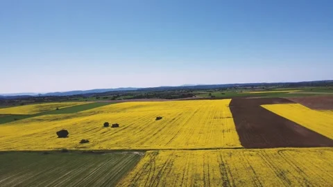 Drone  shot of a rapeseed field Stock Footage 313224447