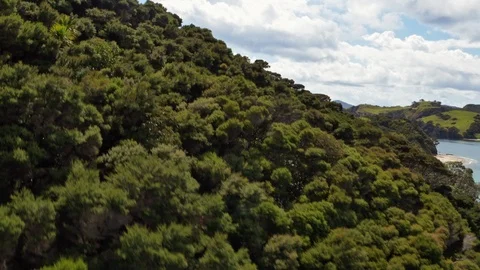Drone shot reveal sandy beach over green trees. Stock Footage 88610751