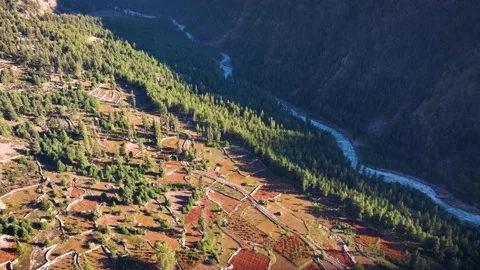 Drone Shot Revealing Deforestration Video stock 333058744