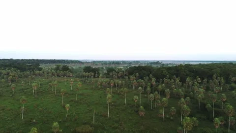 Drone shot reveals orderly palm tree plantation Stock Footage 337059618