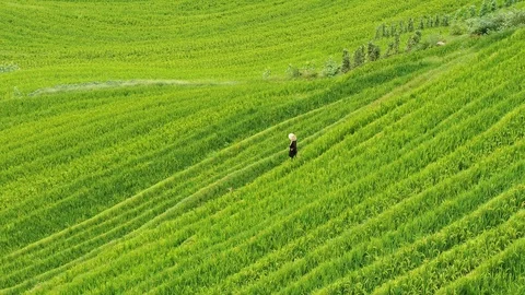 Drone shot rice feilds China worker tending to feild. 스톡 동영상 100161953