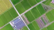 Drone Shot Of Rice Field In Summer Stock Footage