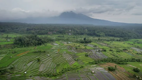 Drone shot of rice fields on the background of Mount Agung. Bali, Indonesia. Stock Footage 285987250