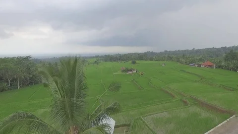 Drone shot of rice fields at Bali, Indonesia Stock Footage 81698248