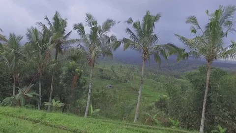 Drone shot of rice fields at Bali, Indonesia Stock Footage 81698544