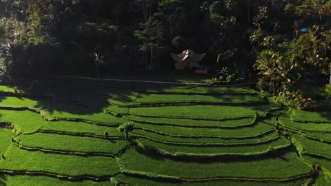 Drone Shot of Rice Fields 動画素材 132821665