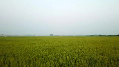 Drone shot of rice fields in Hoi An, Vietnam, South East Asia in the morning. Stockbeeldmateriaal 144909488
