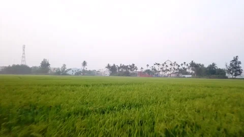 Drone shot of rice fields in Hoi An, Vietnam, South East Asia in the morning. Stock Footage 144909735