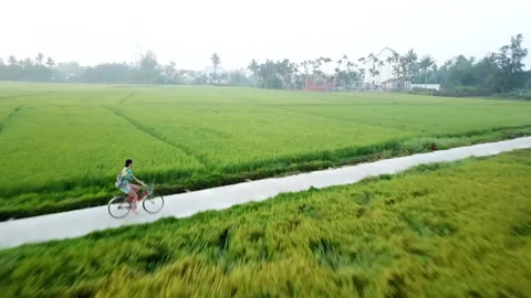 Drone shot of rice fields in Hoi An, Vietnam, South East Asia in the morning. 스톡 동영상 144909904