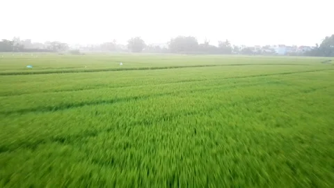 Drone shot of rice fields in Hoi An, Vietnam, South East Asia in the morning. Stockbeeldmateriaal 144910099