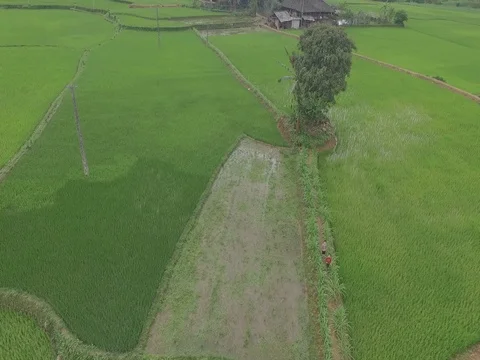 Drone shot: Rice fields at mountains of Ha Giang, Vietnam Stock Footage 81826962
