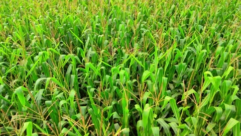 Drone shot of ripe cornfield with dense green plants, agriculture and rural Stock Footage 320635869