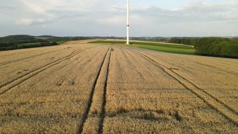 Drone shot of a ripe grain field that is illuminated by the evening sun Stock Footage 164616941