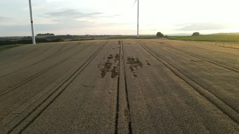 Drone shot of ripe grain field during sunset Stock Footage 164617028