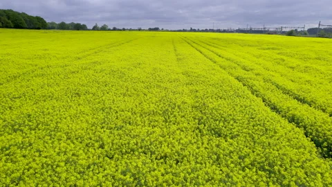 Drone shot rising over rapeseed oil crops Stock Footage 190504484
