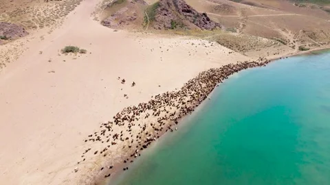 Drone shot of river Ili and herd of sheep Stock Footage 242330173