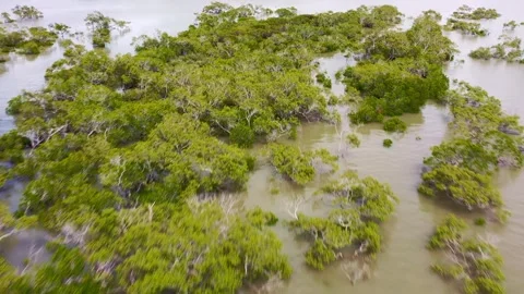 Drone shot of a river system in Queensland Stock Footage 262952528