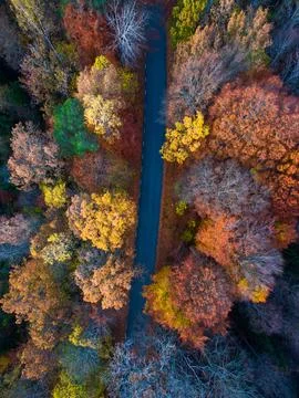 A drone shot of a road between rows of autumn trees. Stock Photos