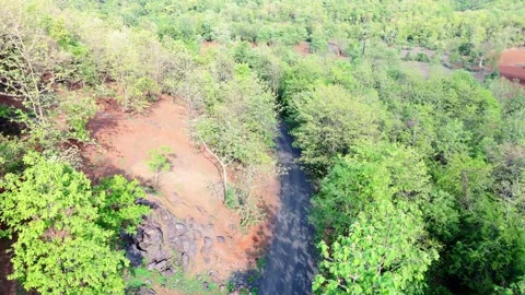 Drone shot road through vibrant green forest Stock Footage 302070952