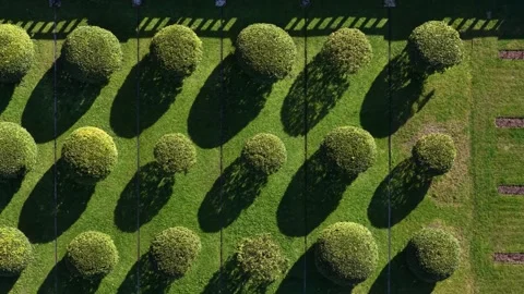 Drone shot of round prunning technique. Vidéo 333304132