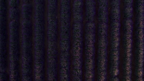 Drone shot of rows of blooming lavender Stock-Footage 244162159