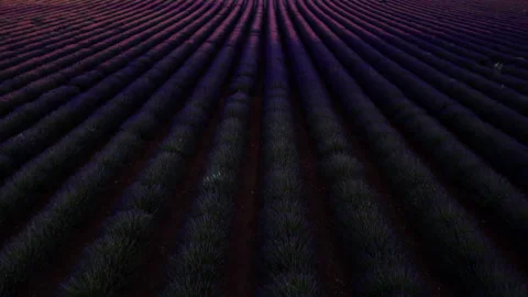 Drone shot of rows of blooming lavender Stock Footage 244162240