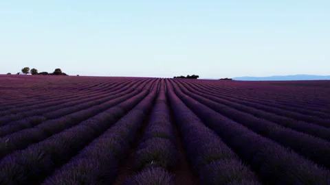 Drone shot of rows of blooming lavender Stock-Footage 245640100