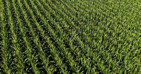 Drone Shot, Rows of Crops Stock Footage