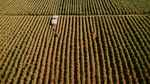 Drone Shot, Rows Of Crops Stock Footage 271556314