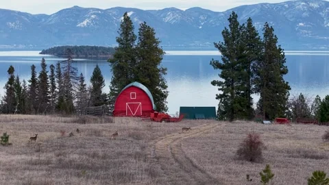 Drone shot of a rustic red barn on an open meadow near a calm lake with grazing Stock Footage 333111796