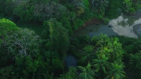 Drone shot of scarlet macaws flying in amazon Stock Footage 344086497