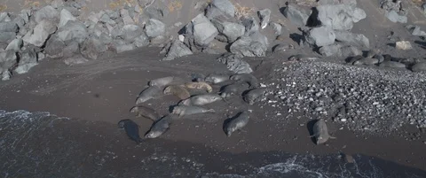 Drone shot of Seal Stock-Footage 119501202