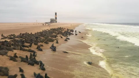 Drone shot of seals resting on a sandy beach next to ocean waves in Namibia Stock-Footage 346401051