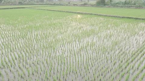Drone Shot of Serene Rice Fields in Nghia Lo, Vietnam Stock Footage 276641562